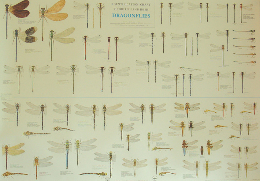 Dragonfly Identification Chart