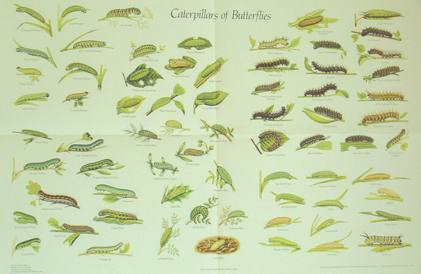 Butterfly Identification Chart