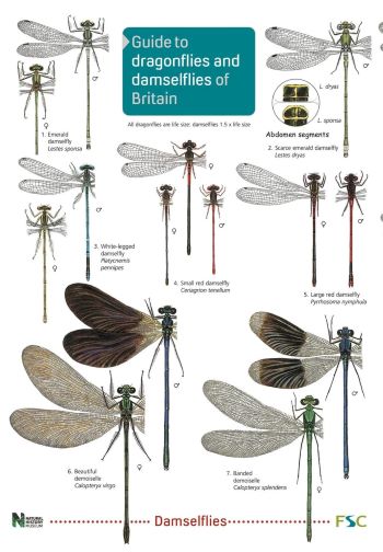 Dragonflies and Damselflies of Britain