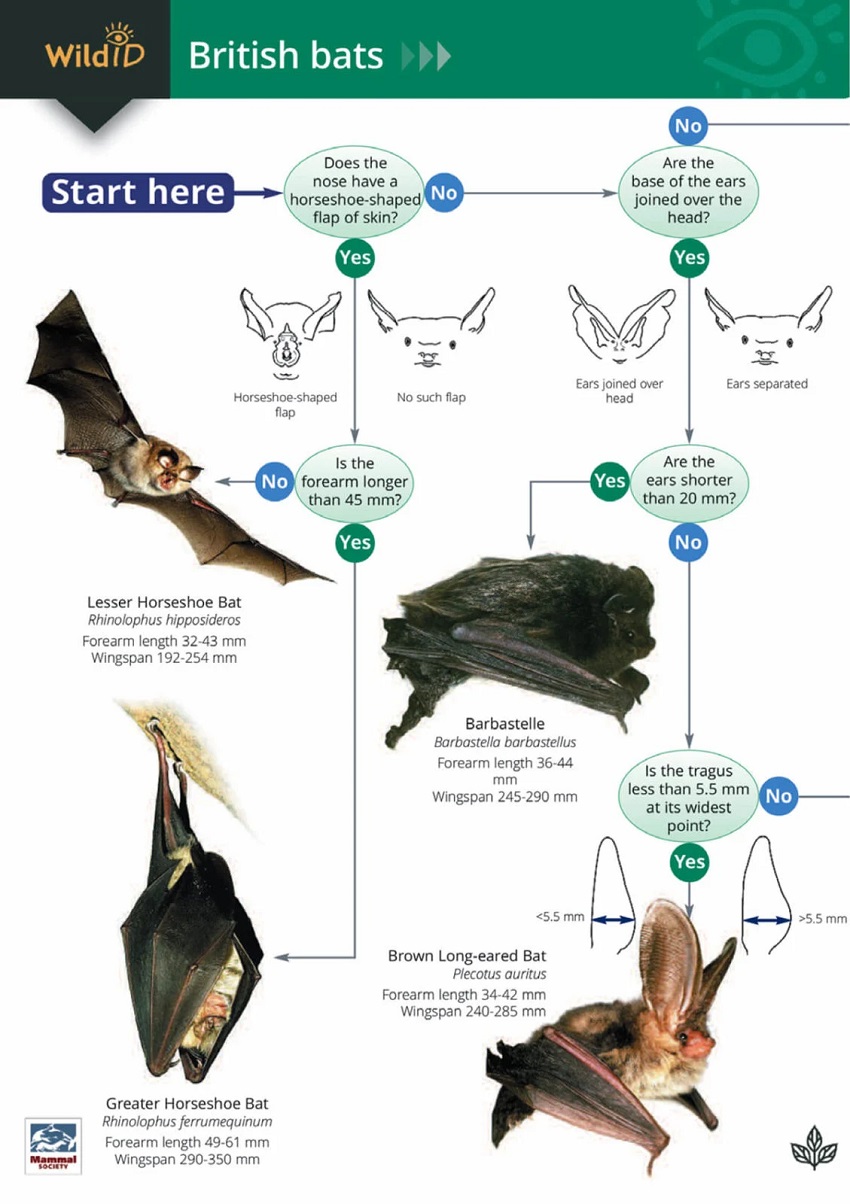 Bat Species Chart