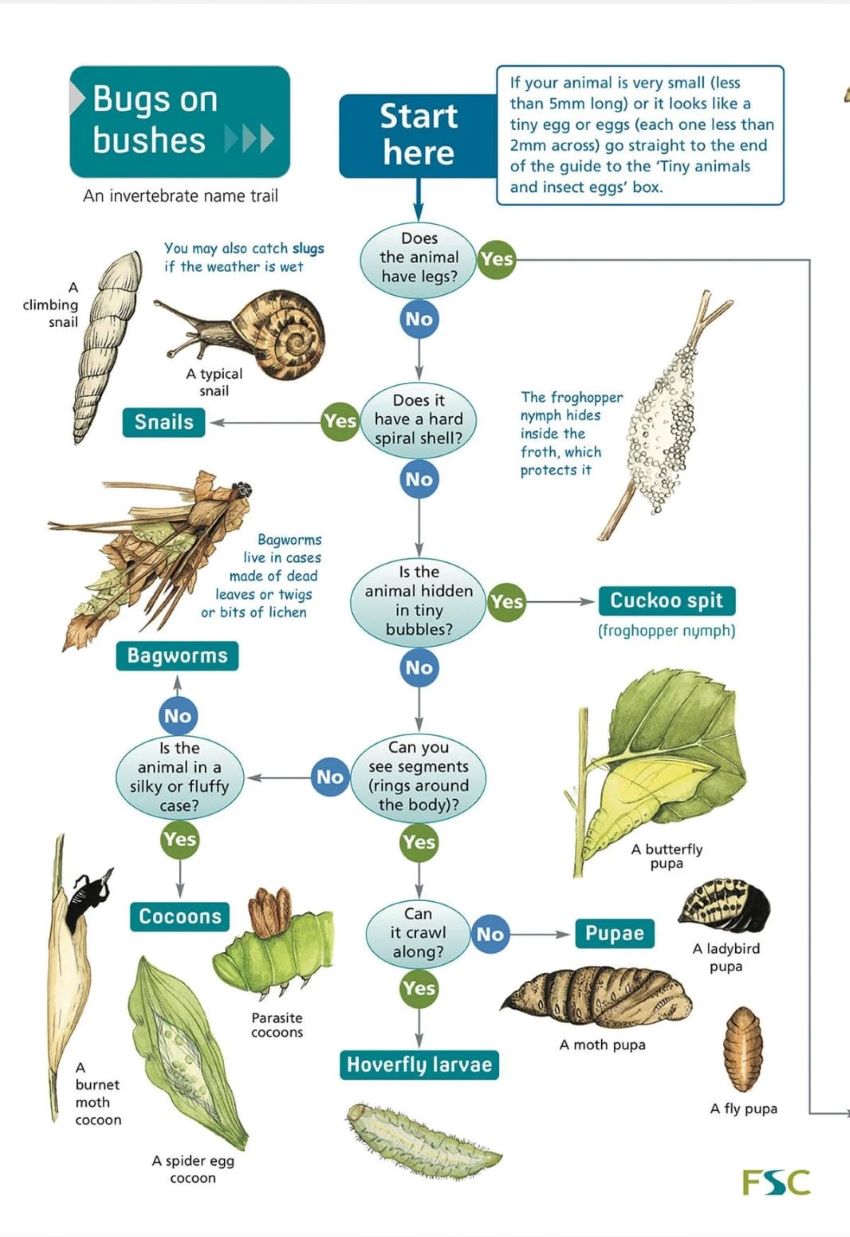 Insects Images With Names Chart