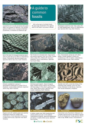 Guide to common fossils